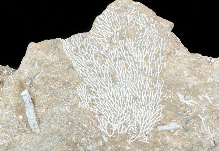 Ordovician Bryozoans (Chasmatopora) Plate - Estonia #49966